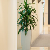 free standing plants