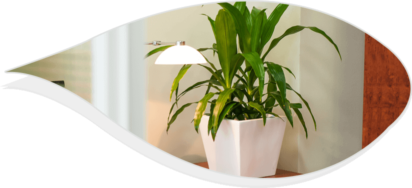 best office plants