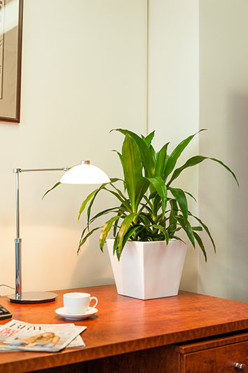 desk plants osborne plant service