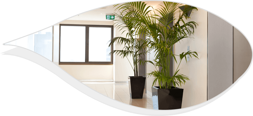 best indoor plants for office